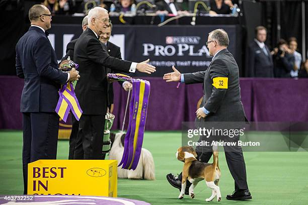 Miss P, a 15 inch beagle from the hound group, is awarded the Best in Show award of the Westminster Kennel Club dog show after being shown by William...