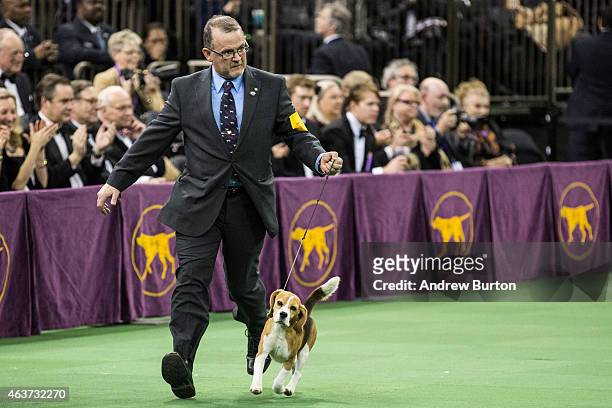 Miss P, a 15 inch beagle from the hound group, is shown by William Alexander before winning the Best in Show award of the Westminster Kennel Club dog...