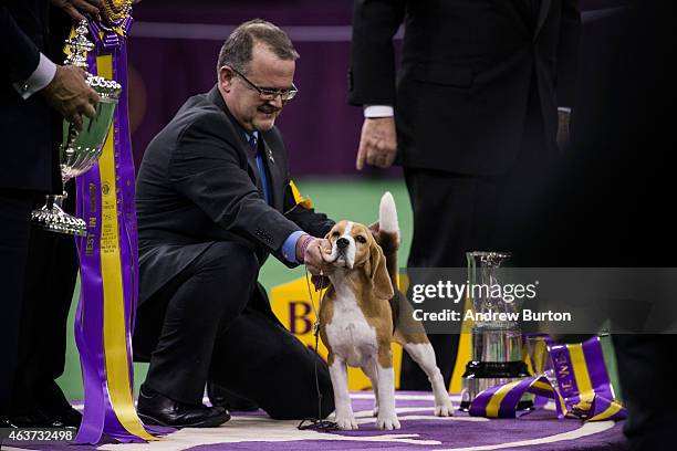 Miss P, a 15 inch beagle from the hound group, is awarded the Best in Show award of the Westminster Kennel Club dog show after being shown by William...