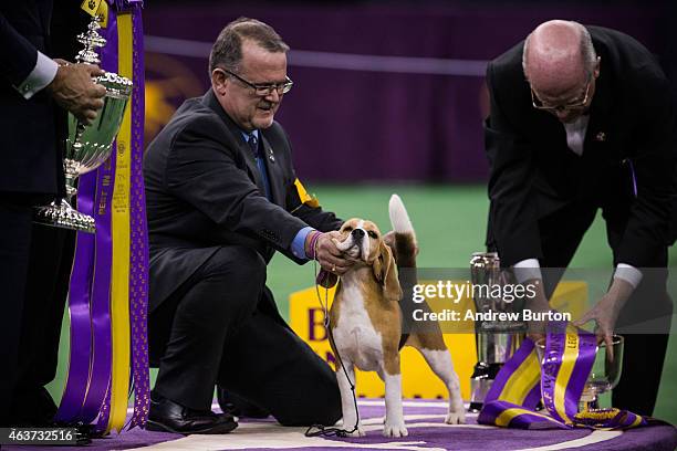 Miss P, a 15 inch beagle from the hound group, is awarded the Best in Show award of the Westminster Kennel Club dog show after being shown by William...