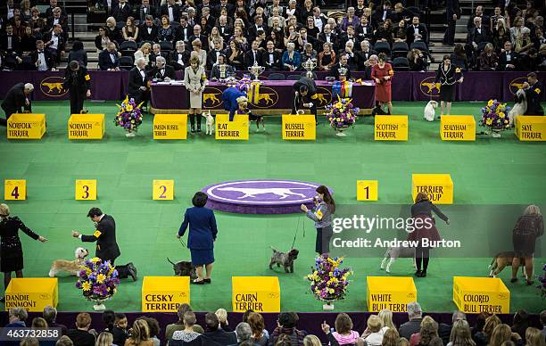 Dogs from the Terrier group are shown in the Westminster Kennel Club dog show on February 17, 2015 in New York City. The show, which is in its 139th...