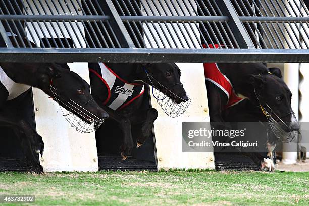 General view of greyhounds out of the starting boxes at The Meadows Greyhound track on February 18, 2015 in Melbourne, Australia. The Greyhound...