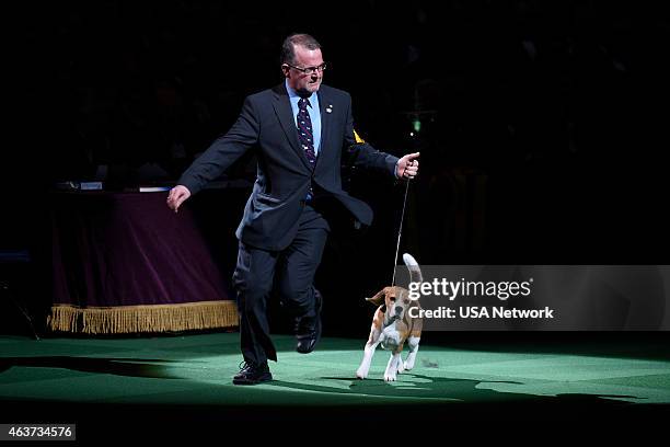 The 139th Annual Westminster Kennel Club Dog Show" at Madison Square Garden in New York City on Tuesday, February 17, 2014 -- Pictured: Miss P the...