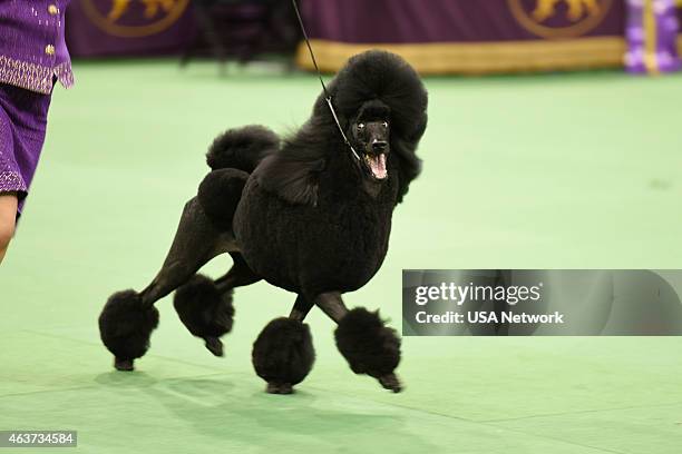 The 139th Annual Westminster Kennel Club Dog Show" at Madison Square Garden in New York City on Tuesday, February 17, 2014 -- Pictured: Flame the...