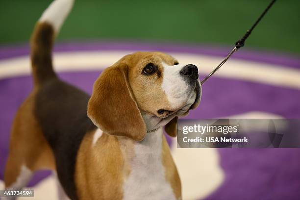 The 139th Annual Westminster Kennel Club Dog Show" at Madison Square Garden in New York City on Tuesday, February 17, 2014 -- Pictured: Best in Show,...