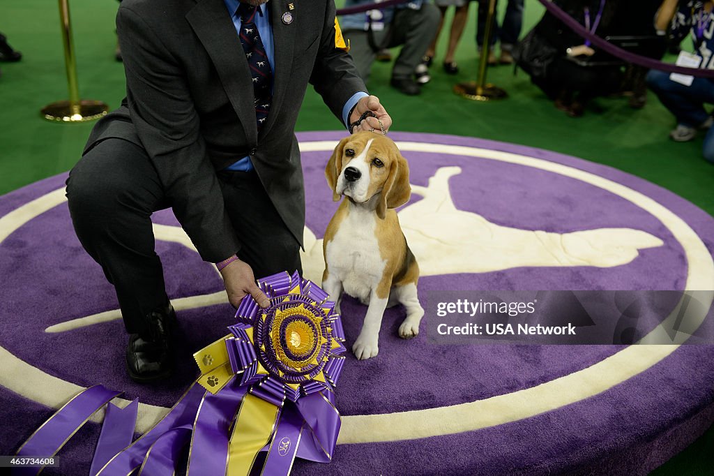 The Westminster Kennel Club Dog Show - 2015