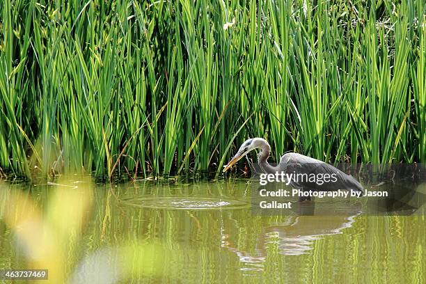 blue heron catching fish. - stanley park vancouver canada stockfoto's en -beelden