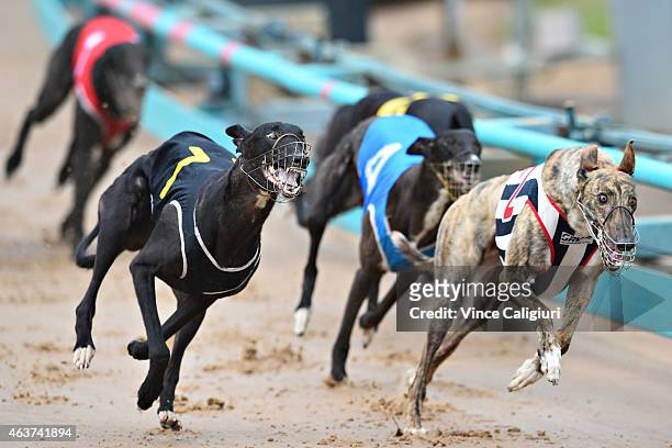 General view of race meeting at The Meadows Greyhound track on February 18, 2015 in Melbourne, Australia. The Greyhound racing industry is under...
