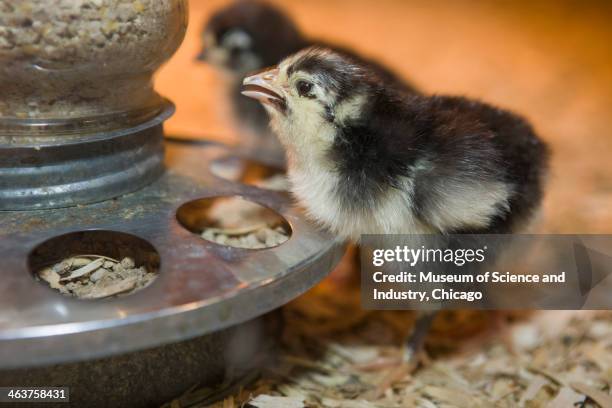 Java Chick'n 5,370 Museum Of Science And Industry In Chicago Stock Photos, High-Res ...