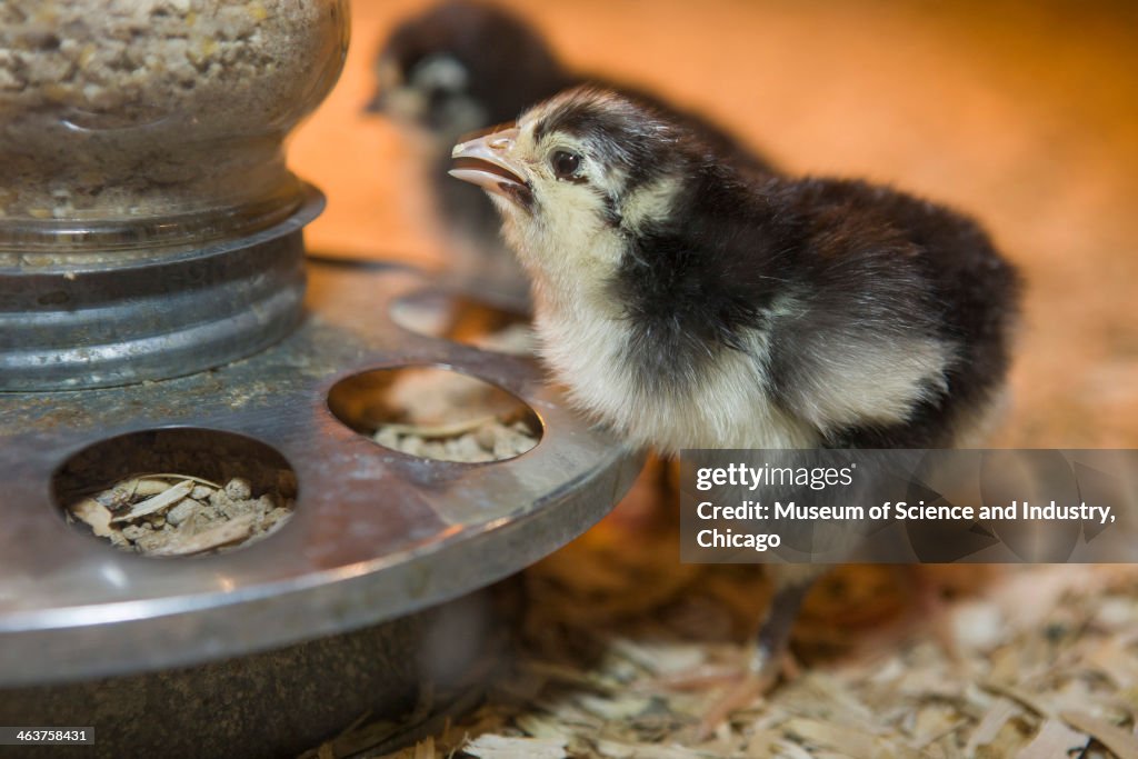 An image of a baby Java chick eating from a feed dispenser that is ...