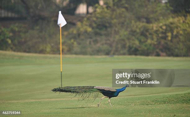 Peacock on the course prior to the start of the Hero India Open Golf at Delhi Golf Club on February 18, 2015 in New Delhi, India.