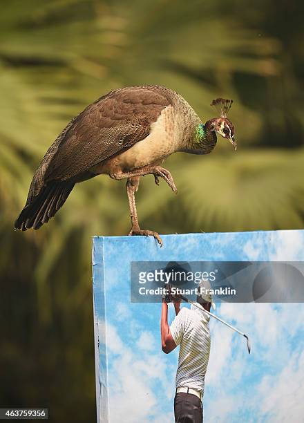 Peacock on the course prior to the start of the Hero India Open Golf at Delhi Golf Club on February 18, 2015 in New Delhi, India.