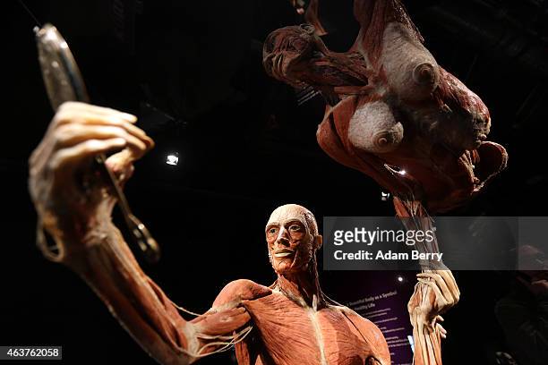 Plastinated corpses look into a mirror on the opening day of the Bodyworlds exhibition in the Menschen Museum on February 18, 2015 in Berlin,...