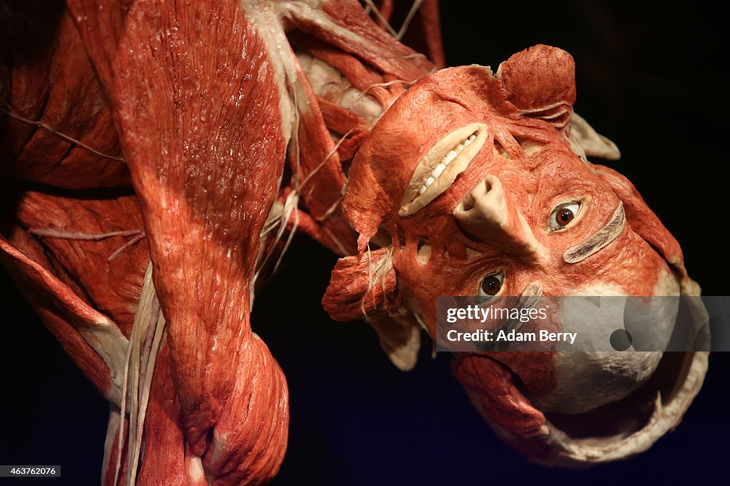 Body Worlds Exhibition Opens In Berlin