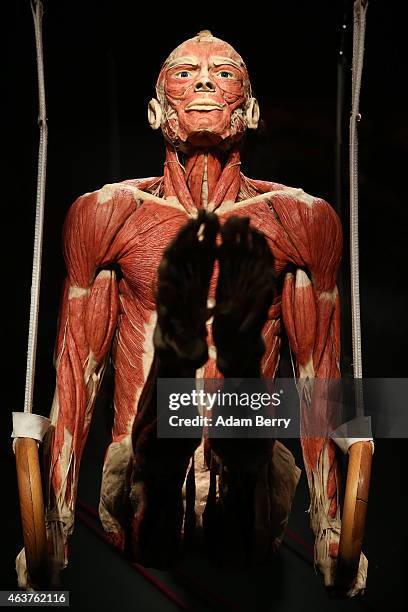 Plastinated corpse is seen on display on the opening day of the Bodyworlds exhibition in the Menschen Museum on February 18, 2015 in Berlin, Germany....