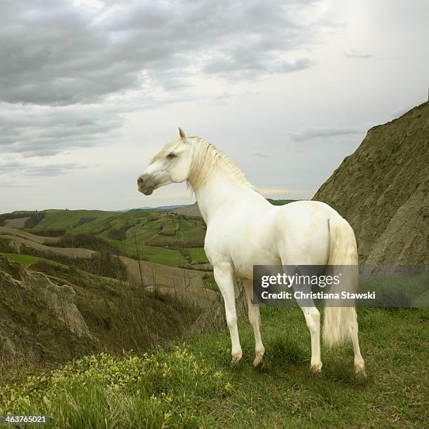 White horse standing on edge of cliff