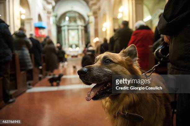 Dog and its owner attend a traditional mass for the blessing of animals at the Sant'Eusebio church on January 19, 2014 in Rome, Italy. Every year...