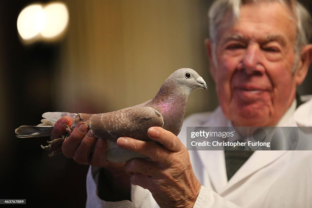 Pigeon Fanciers Gather For Show Of The Year