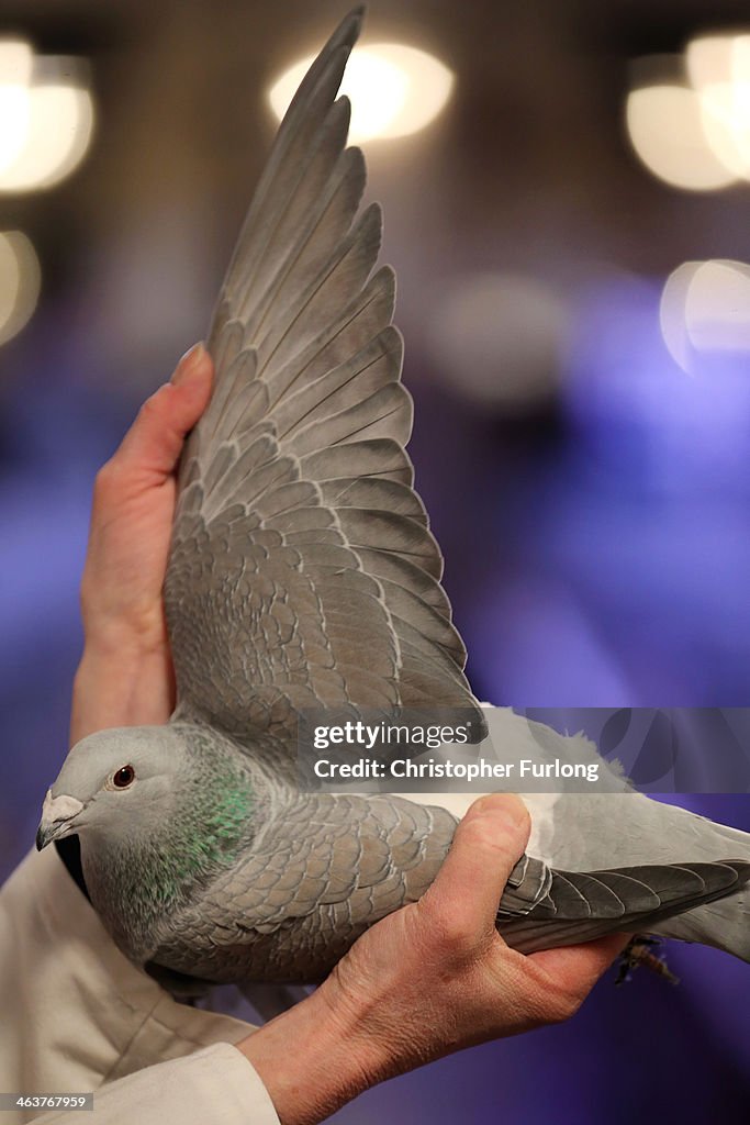 Pigeon Fanciers Gather For Show Of The Year