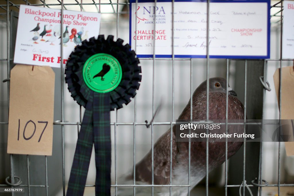 Pigeon Fanciers Gather For Show Of The Year