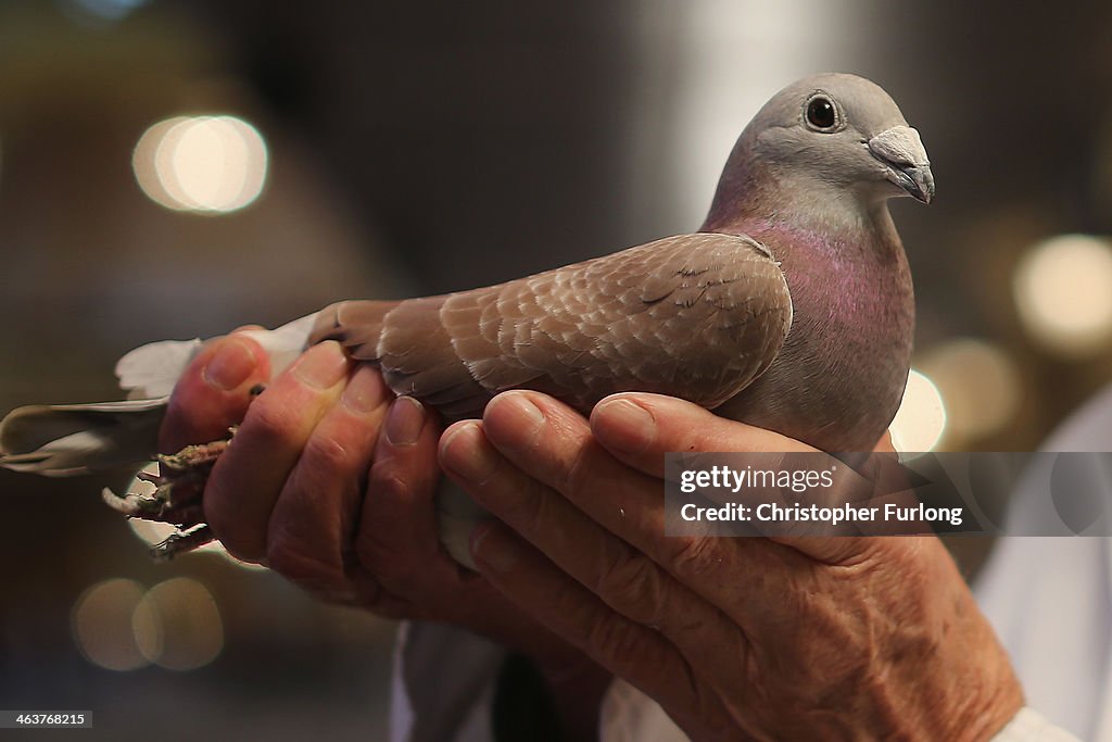 Pigeon Fanciers Gather For Show Of The Year