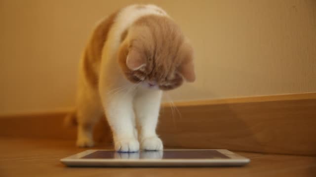 Cat Using Ipad 32 Ipad Ui Kit Stock Videos, Footage, & 4K Video Clips - Getty Images