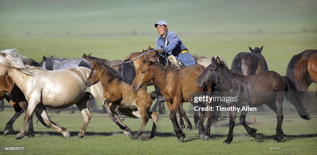 Nomadic Mongolian herder lassoes foal