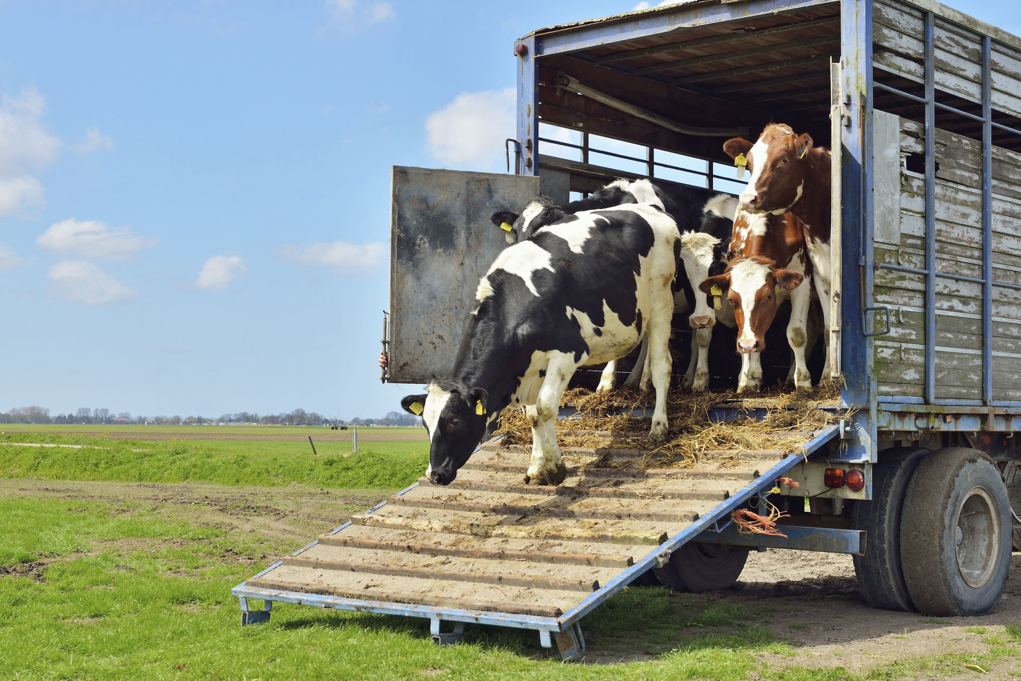 cattle transport