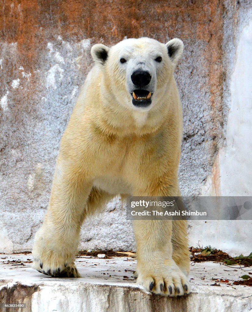 Polar Bear Gogo To Move Another Zoo For Breeding