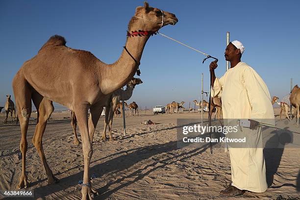 Bedouin man stands with his camel at a Camel Market on February 6, 2015 in Sweihan City, Abu Dhabi Emirate, United Arab Emirates. Abu Dhabi is the...