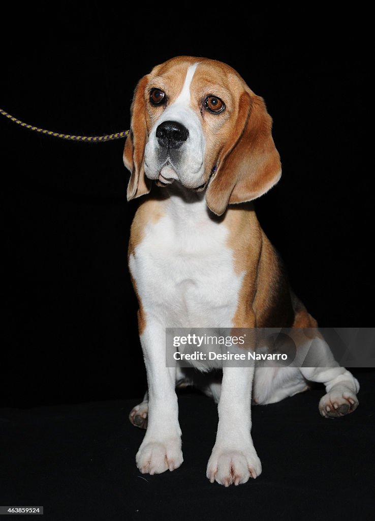 AOL BUILD Speaker Series: Westminster Dog Show - Best In Show