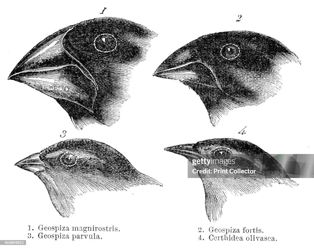 Four or the species of finch observed by Darwin on the Galapagos Islands.