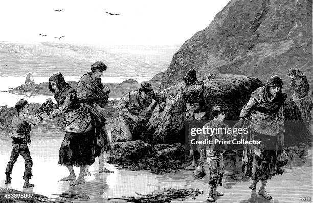 The aftermath of famine, Ireland , 1886. Distress in Ireland as people Collect limpets and seaweed for food in west of Ireland. Failure of the potato...