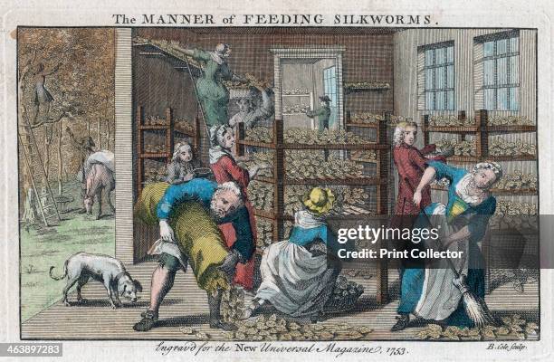 'The Manner of Feeding Silkworms', 1753. A silkworm farm, showing the interior of the rearing house or Magnangerie and the collection of mulberry...