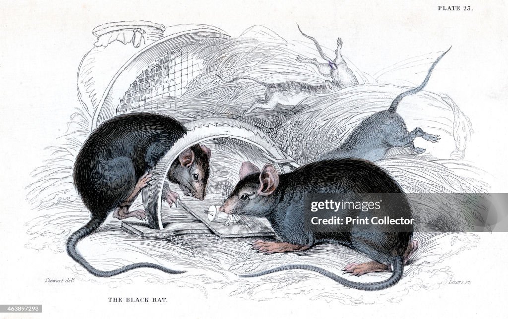 Engraving of Black rat caught in trap, 1838. Artist: William Jardine