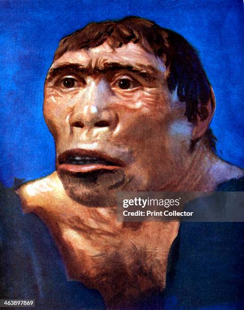 'Java Man' . Reconstruction based on a skull cap, thigh bone and two back teeth discovered in Pliocene fossil beds in Trinil, Central Java, by Dr...