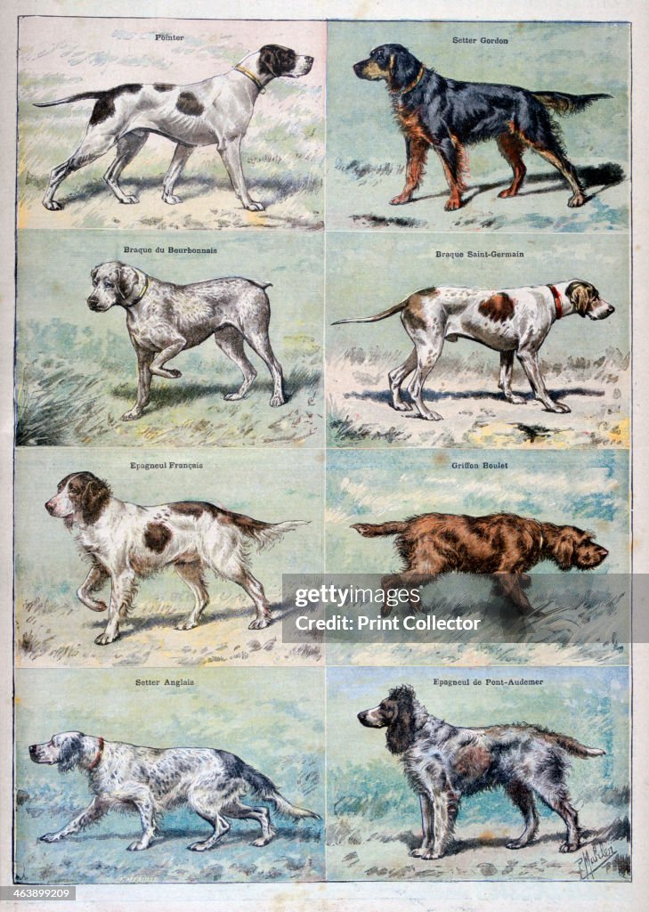 Gun dogs, 1897. Artist: P Mahler