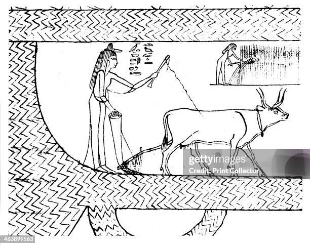 Nesitanebtashru ploughing and reaping, c1025 BC. From The Greenfield Papyrus . It is one of the best surviving examples of a funerary papyrus; the...