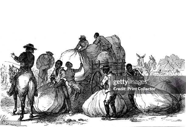 Negro labour loading sacks of cotton on cart to be taken for dressing and ginning, Southern states of USA. Wood engraving, 1860.