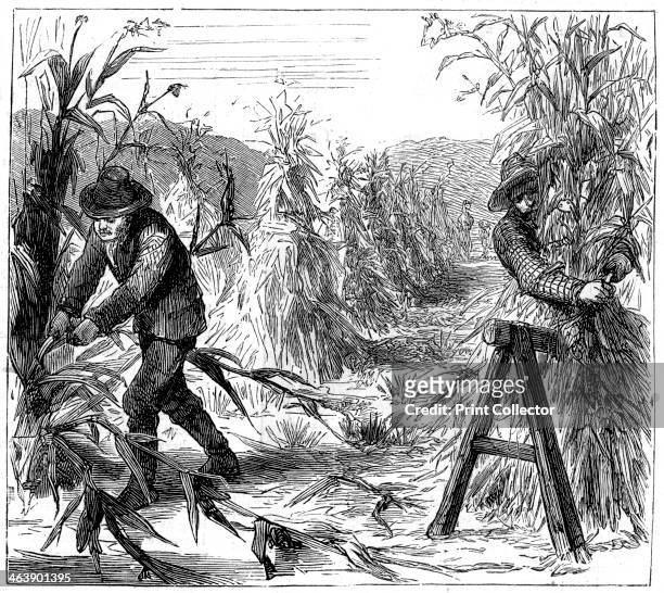 Reaping and socking-up corn to dry, Lake Drie, Canada, 1880. A print from The Graphic, 29th May 1880.