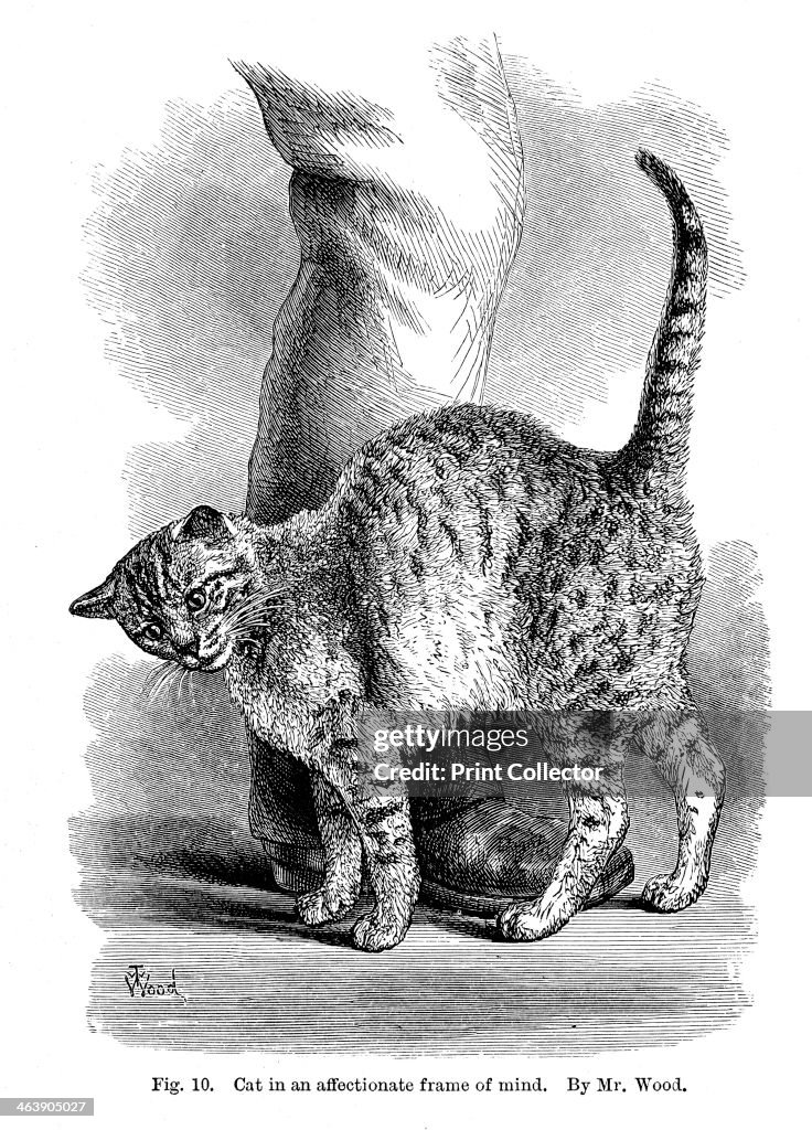 A cat in affectionate frame of mind, From Charles Darwin's The... News  Photo - Getty Images