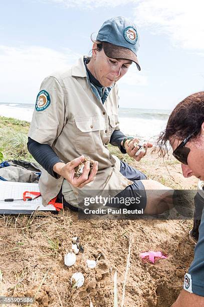 Rangers at Mon Ropos consevation park relocate turtle eggs and hatchlings to save them from high seas as Cyclone Marcia approaches the Central...