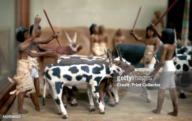 Herding cattle; Ancient Egyptian tomb model. From the Cairo Museum, Egypt.
