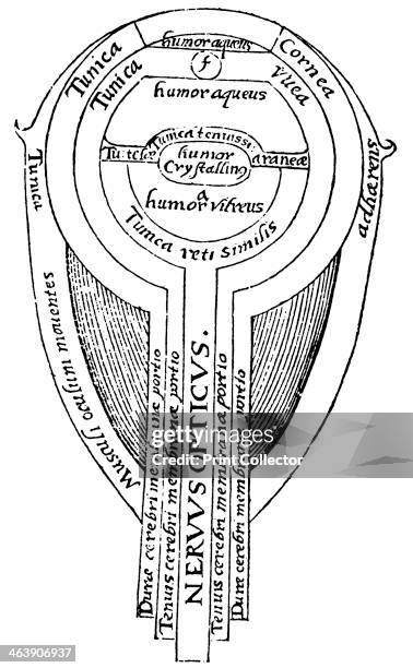Anatomy of the eye, 1572. Illustration showing the structure of the eye from an edition of Optica thesaurus a work on optics by the Arab...
