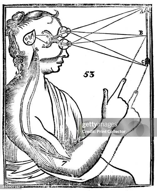 Descartes' idea of vision, [1692]. The passage of nervous impulses from the eye to the pineal gland and so to the muscles. From Rene Descartes' Opera...