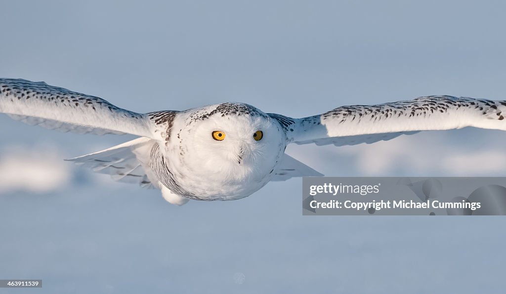 Snowy Owl