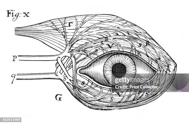 Descartes' idea of the 'hydraulic' action of the nerves, 1692. French philosopher Rene Descartes believed nerves were hollow, provided with valves,...