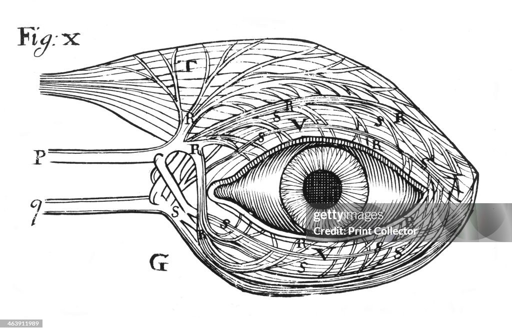 Descartes' idea of the 'hydraulic' action of the nerves, 1692.