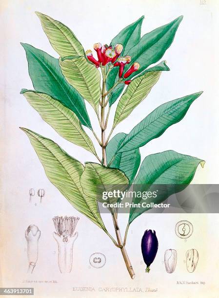 Clove, flower bud of Syzygium aromaticum . Syzygium aromaticum is a tropical evergreen tree native to the Moluccas or Spice Islands, Indonesia. The...