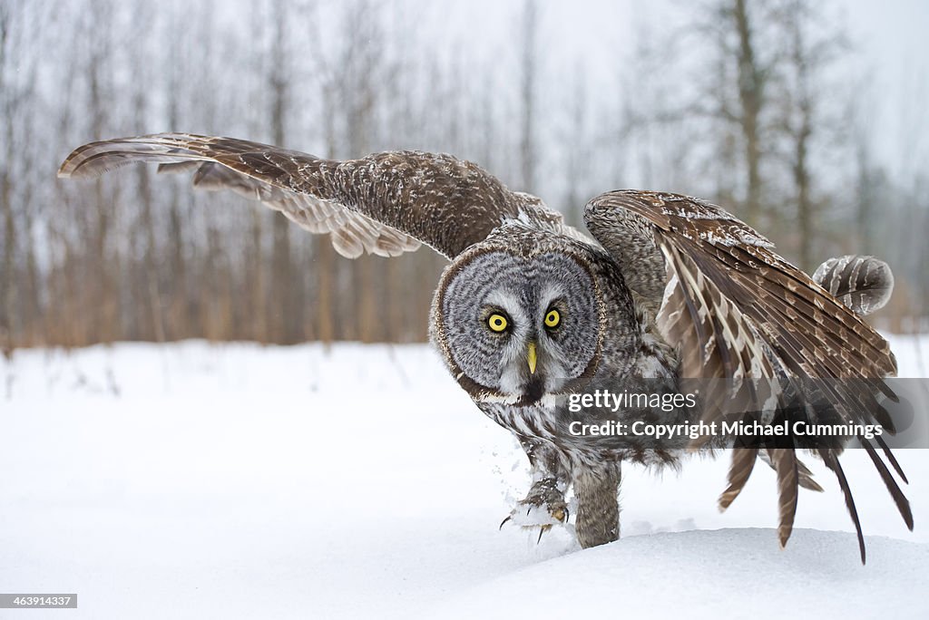 Great Gray Owl